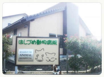 【福井県小浜市の動物病院】はしづめ動物病院【漢方治療】